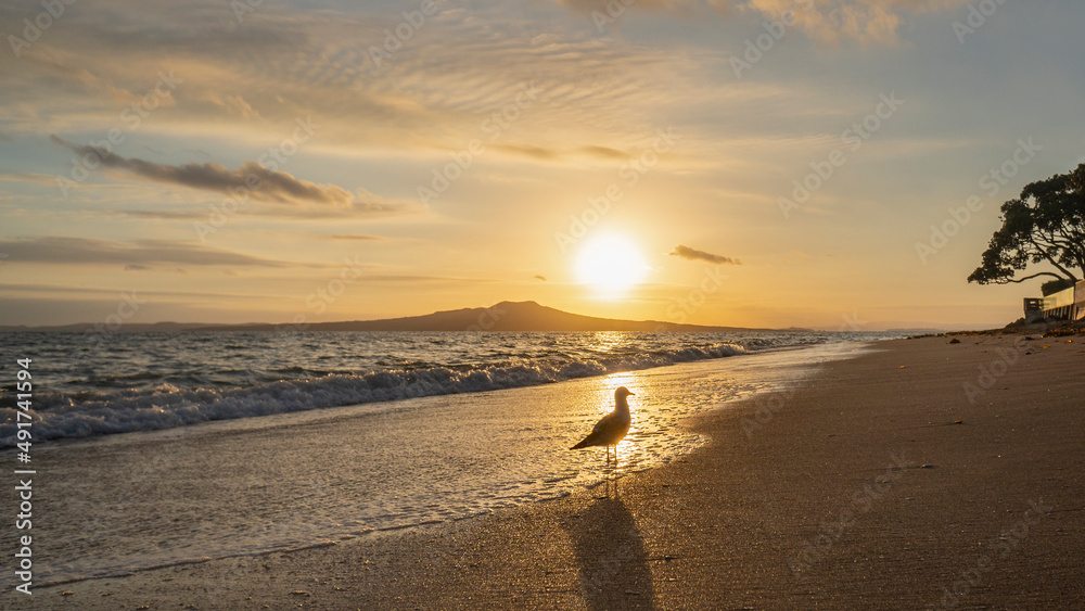 Backlit seagull wading in the sea water with Rangitoto Island in the background, Milford Beach, Auckland.