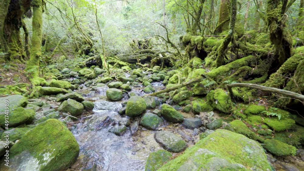 Cinematic gimbal shot of mossy ancient forest in Shiratani Unsuikyo in Yakushima, Japan Cinematic gimbal shot of mossy ancient forest in Shiratani Unsuikyo in Yakushima, Japan