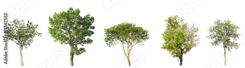 Collection of green tree side view isolated on white background for landscape and architecture layout drawing, elements for environment and garden