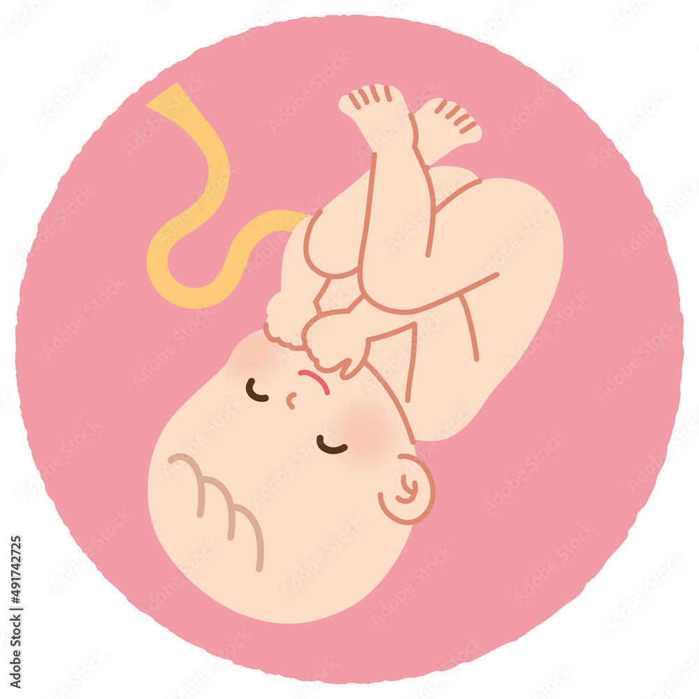 お腹の中で微笑む赤ちゃん 胎児 Stock イラスト Adobe Stock