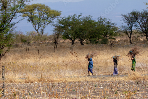 Maasai carrying twigs in the desert