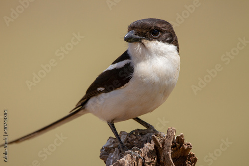 Common Fiscal Shrike in Africa