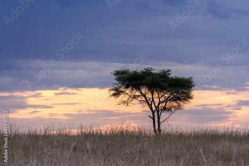 sunrise and an acacia tree in Tarangire National Park