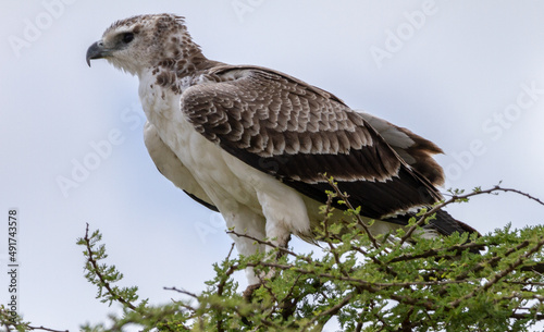 Martial Eagle perched in a tree