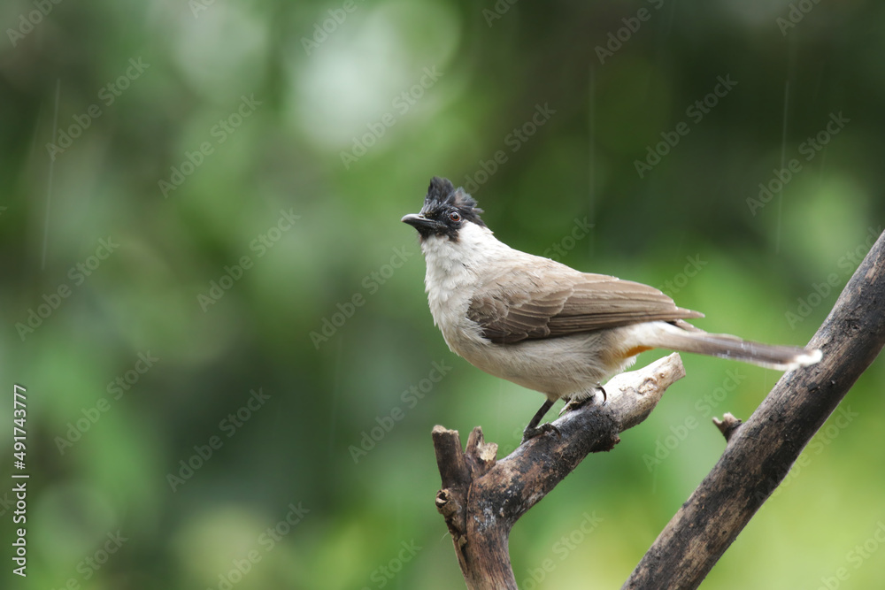 Fototapeta premium A Sooty-headed Bulbul on branch
