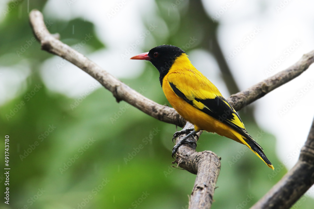 The Black-hooded Oriole on branch The Black-hooded Oriole on branch