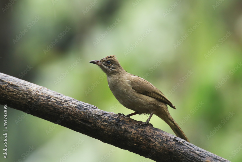 The Streak-eared Bulbul on branch The Streak-eared Bulbul on branch