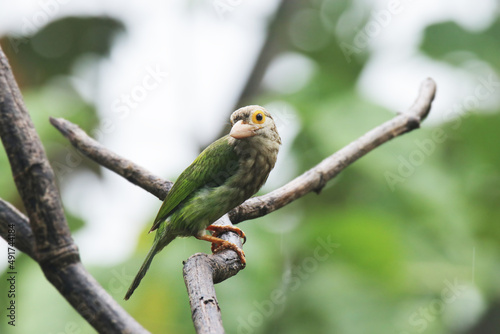 The Lineated Barbet on branch in nature