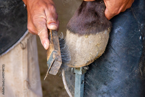 Cleaning horse hoof with a wire brush photo