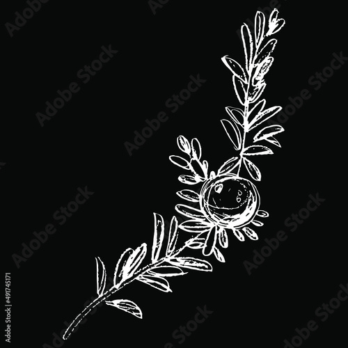 Single branch of crowberry or blackberry with one berry. Empetrum nigrum. Hand drawn linear doodle rough sketch. White silhouette on black background.