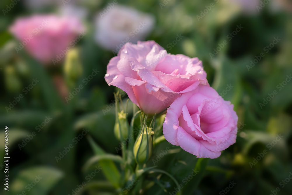 Close-up of two pink Lisianthus flowers. The soft pink rose flowers are blooming on a green background.