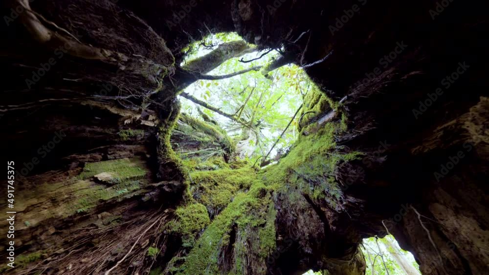 Cinematic gimbal shot of mossy ancient forest in Shiratani Unsuikyo in Yakushima, Japan Cinematic gimbal shot of mossy ancient forest in Shiratani Unsuikyo in Yakushima, Japan