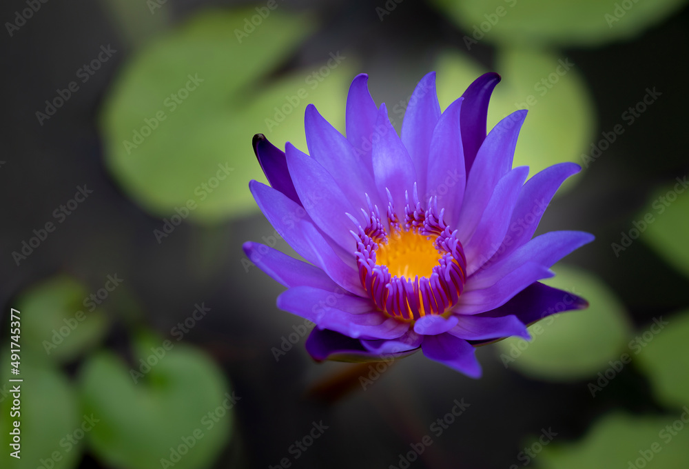 A single violet lotus flower with yellow pollen is blooming in the pool. Water lily. A single violet lotus flower with yellow pollen is blooming in the pool. Water lily.