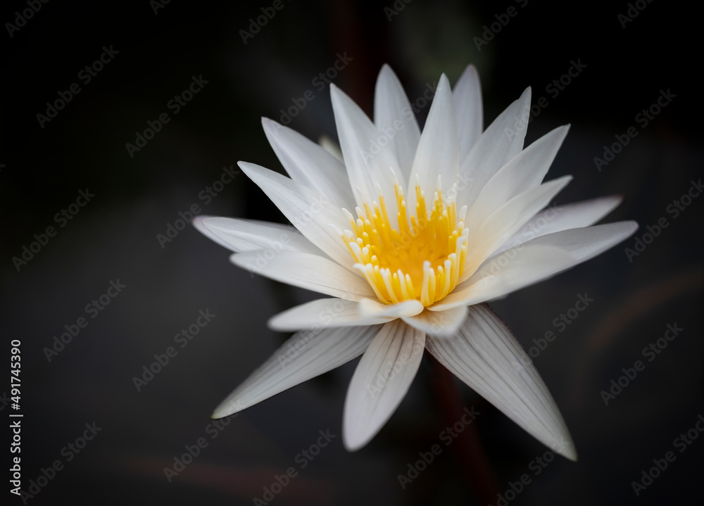 White lotus flower is blooming in the pool on a dark background. Water lily. White lotus flower is blooming in the pool on a dark background. Water lily.