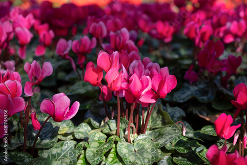 Floral background of red Cyclamen flowers with patterned green leaves in the garden.