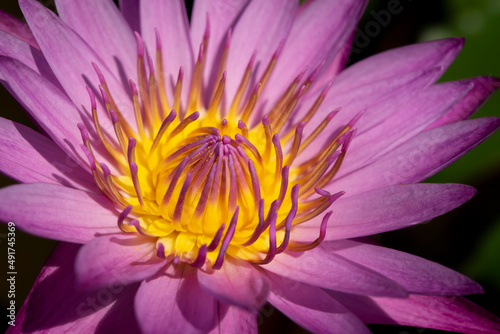 Close-up of a purple lotus flower with yellow pollen is blooming in the soft morning sunlight. (water lily)