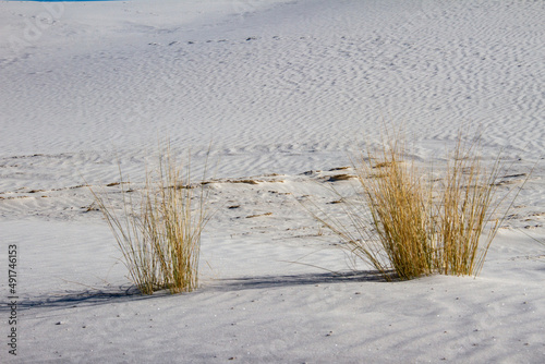 Wallpaper Mural Soaptree yucca plants at White Sands National Park Torontodigital.ca