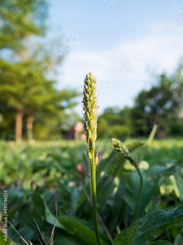 Sprouts grow on the grass in the park