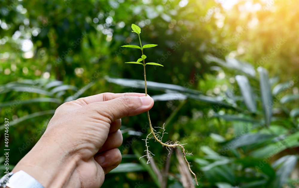 Closeup of Man's left finger hold it in the middle of a small tree trunk on blurred greenery background in forest. Focus on leaf and shallow depth of field. Closeup of Man's left finger hold it in the middle of a small tree trunk on blurred greenery background in forest. Focus on leaf and shallow depth of field.