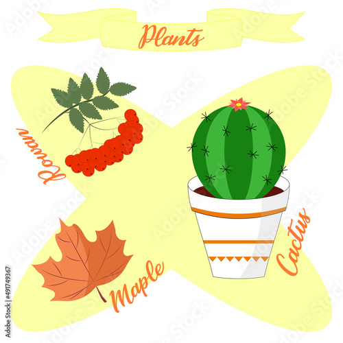 Plants set with maple,rowan and cactus.