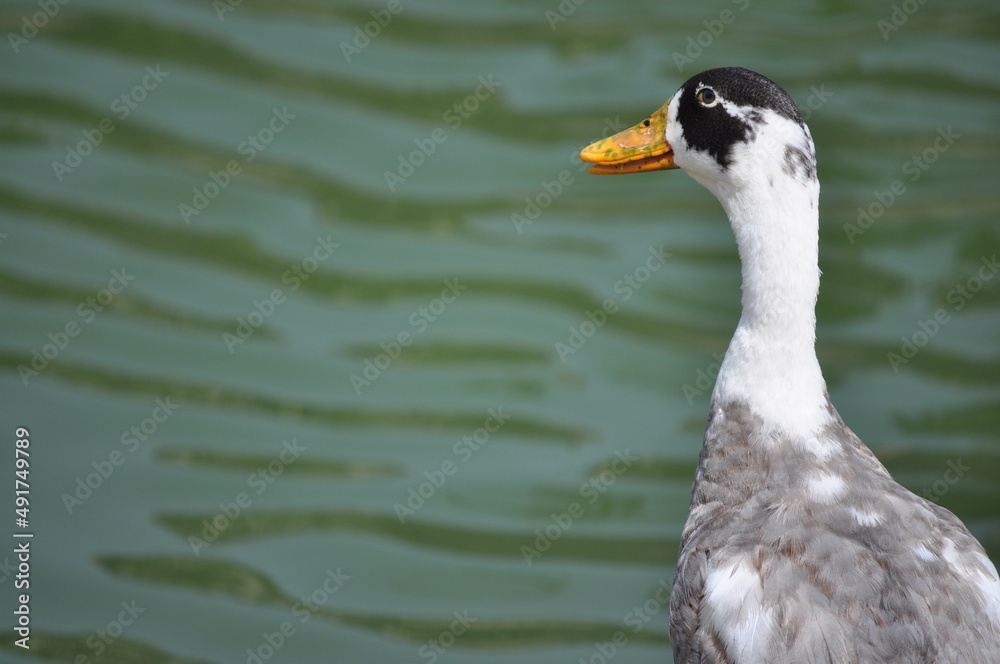 Fototapeta premium duck on the water