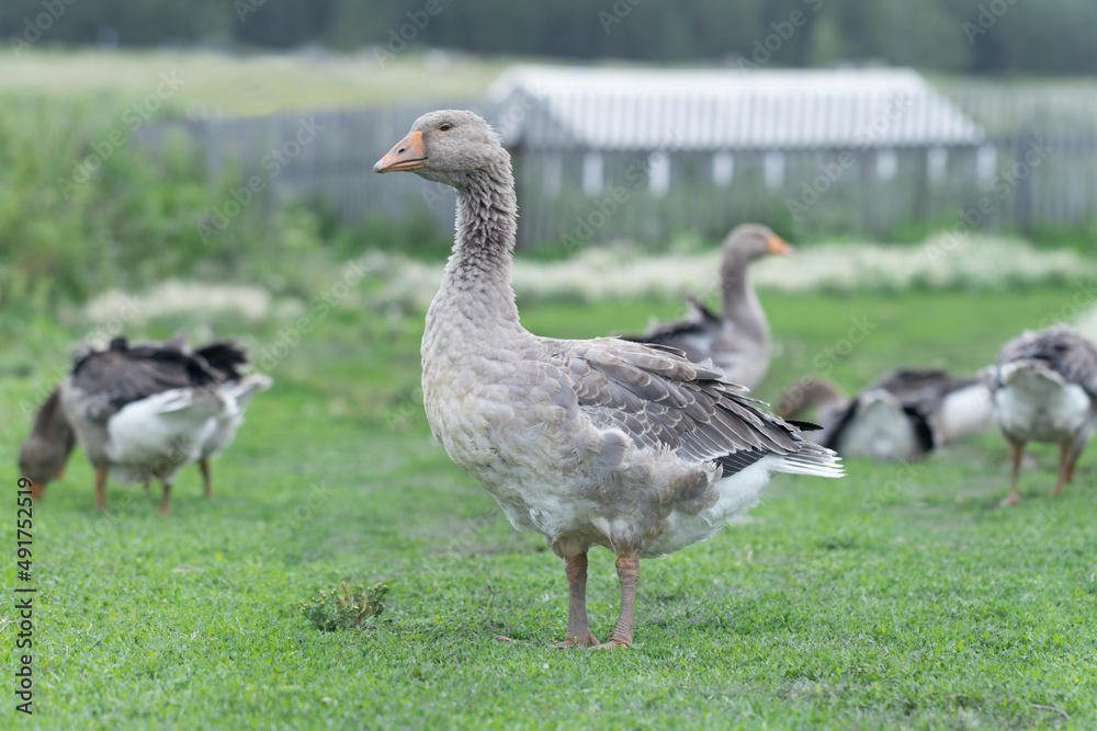 Gray beautiful geese in a pasture in the countryside walk on the green grass. Livestock farm birds. Animal breeding. Gray beautiful geese in a pasture in the countryside walk on the green grass. Livestock farm birds. Animal breeding.