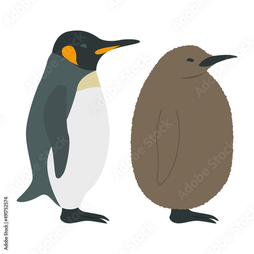 キングペンギンのイラスト