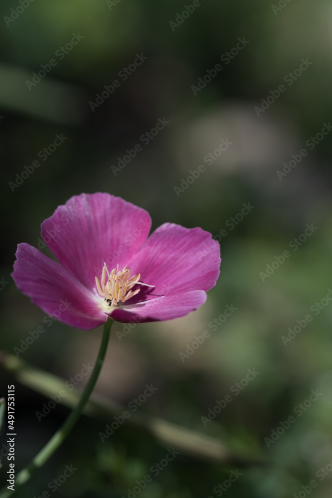Cute beautiful flowers in the garden close-up. Selective small focus and nice bokeh. Fairytale world of plants. Nature green and vibrant petals. Cute beautiful flowers in the garden close-up. Selective small focus and nice bokeh. Fairytale world of plants. Nature green and vibrant petals.