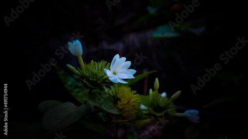 Beautiful flower of Arabian Jasmine  photo