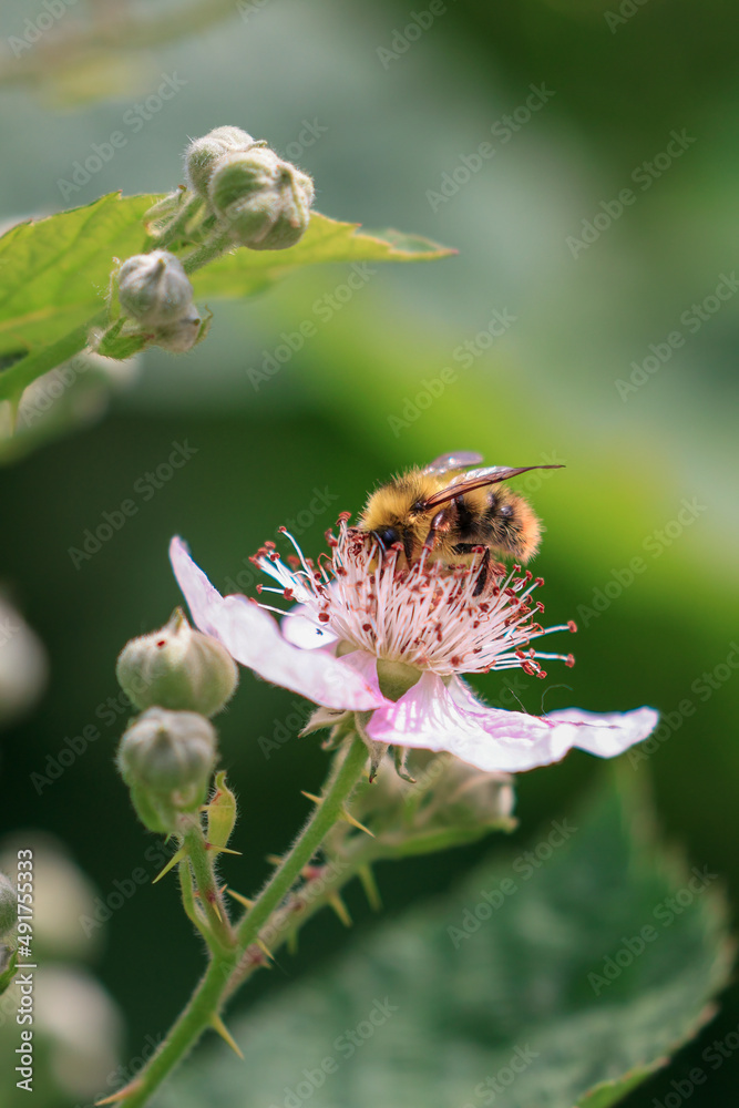 small fluffy yellow and black striped bee in a flower small fluffy yellow and black striped bee in a flower