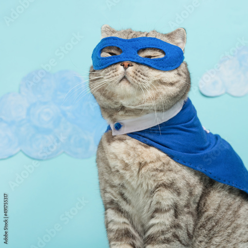 superhero, scotch whiskey with a blue cloak and mask. The concept of a superhero, super cat, leader.  Macho and cute cat © Anton