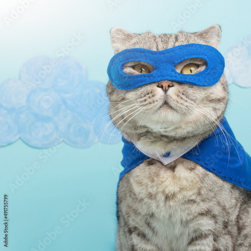superhero, scotch whiskey with a blue cloak and mask. The concept of a superhero, super cat, leader.  Macho and cute cat © Anton