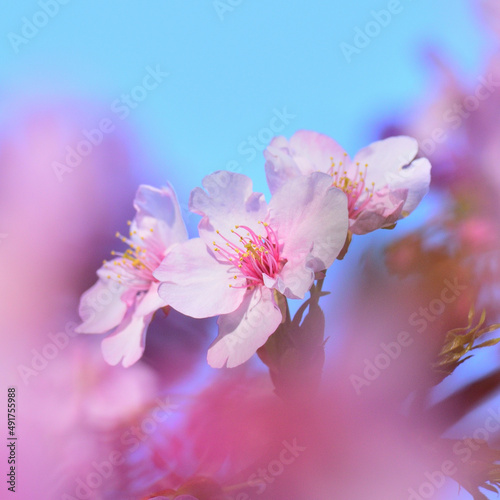 Close up kawazu cherry blossoms like with a soft focus 