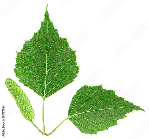 Green birch bud and leaves isolated on a white background, top view.