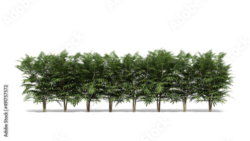 3d green thyme bush tree isolated on whitebackground 