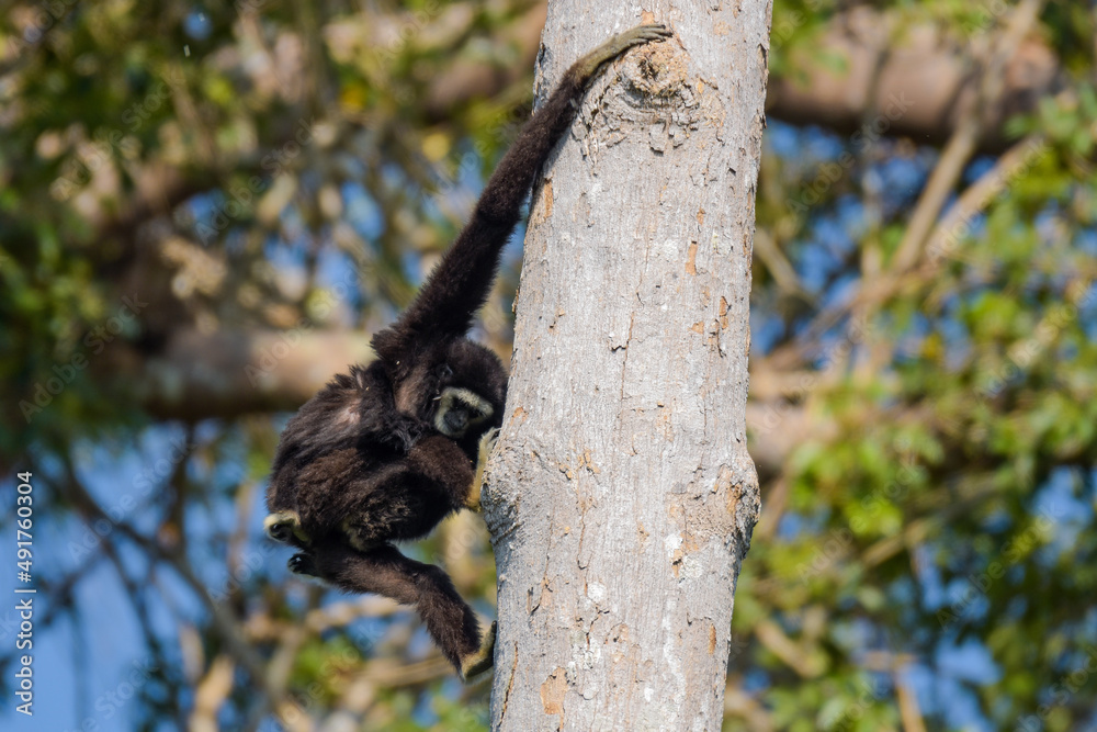 White-handed gibbon or Gibbons on trees, gibbon hanging from the tree branch. Animal in the wild, Khao Yai National Park, Thailand. White-handed gibbon or Gibbons on trees, gibbon hanging from the tree branch. Animal in the wild, Khao Yai National Park, Thailand.
