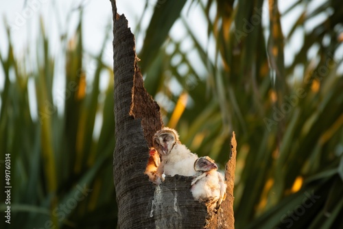 Barn Owl.Tyto alba rests in a nest on a dead perennial tree.Pathum Thani  Thailand.