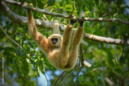 Vászonkép White-handed gibbon or Gibbons on trees, gibbon hanging from the tree branch