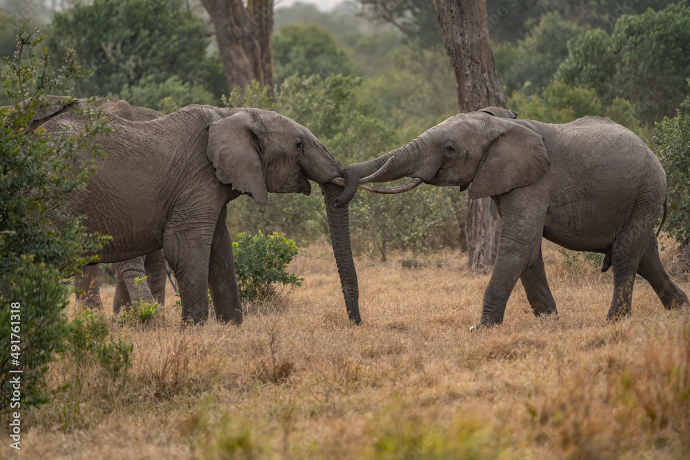 Obraz premium Clsoe up of African Bush Elephants walking on the road in wildlife reserve. Maasai Mara, Kenya, Africa. (Loxodonta africana)