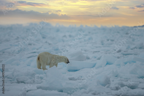 Polar Bear  Ursus maritimus  Spitsbergen North Ocean