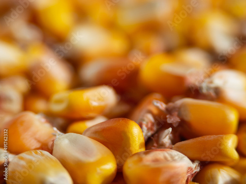 Macrophotography of golden corn seeds (maize). Maize (corn) background. Food background of corn grains in close-up