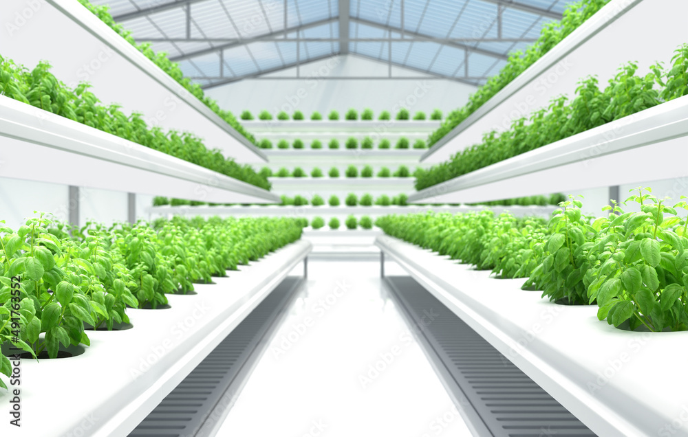 Organic Hydroponics Vegetable Farm