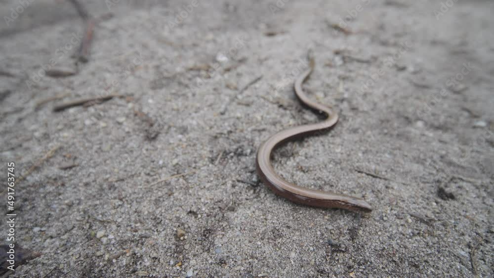 Close up of Blindworm lizard or deaf adder crawling on ground Close up of Blindworm lizard or deaf adder crawling on ground