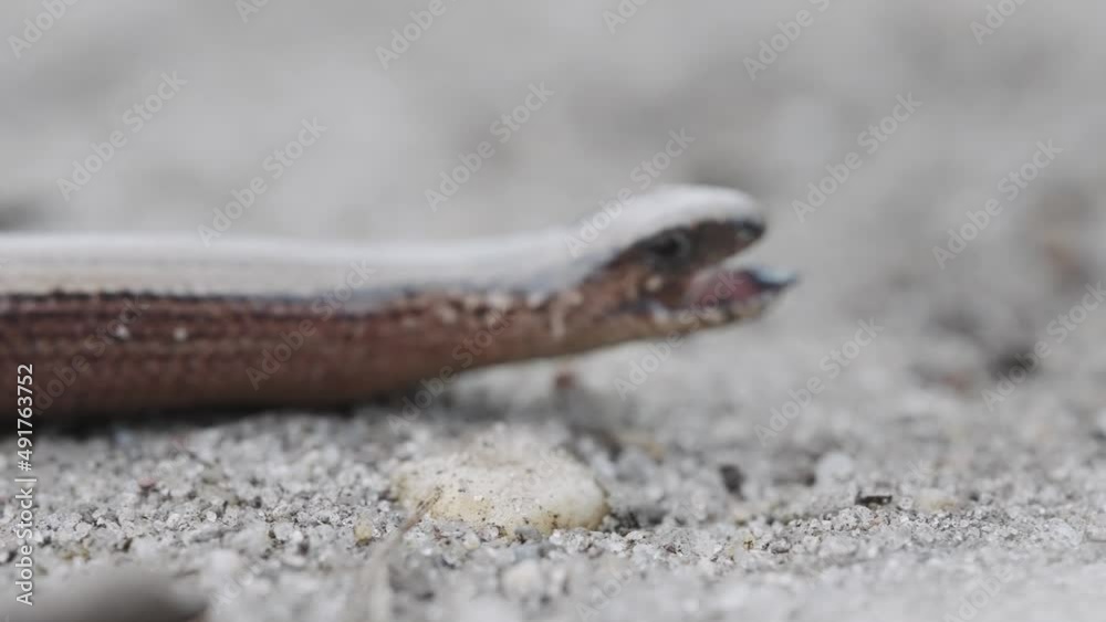 Close Up View Of Anguis fragilis With open Mouth. Low Angle rack focus Close Up View Of Anguis fragilis With open Mouth. Low Angle rack focus