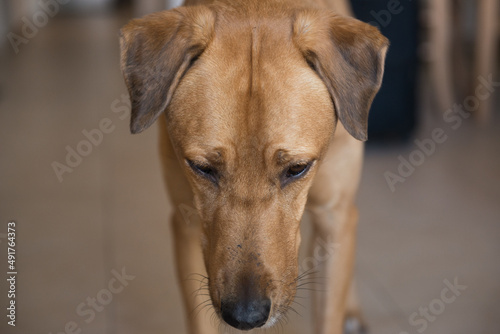 Big brown dog and small spotted dog in apartment  Brown dog