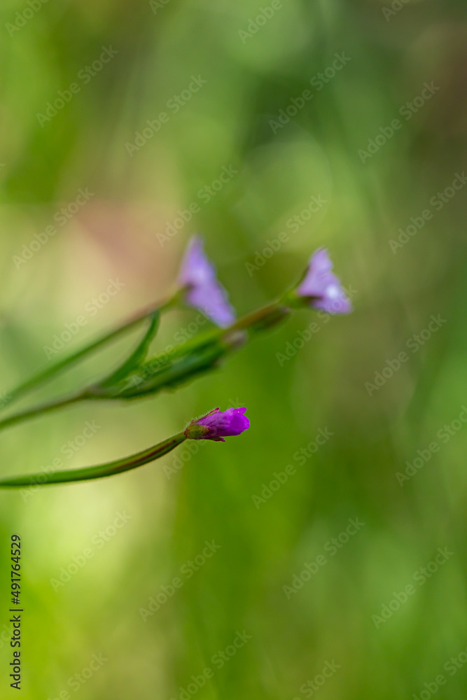 Claytonia sibirica flower in meadow, close up Claytonia sibirica flower in meadow, close up