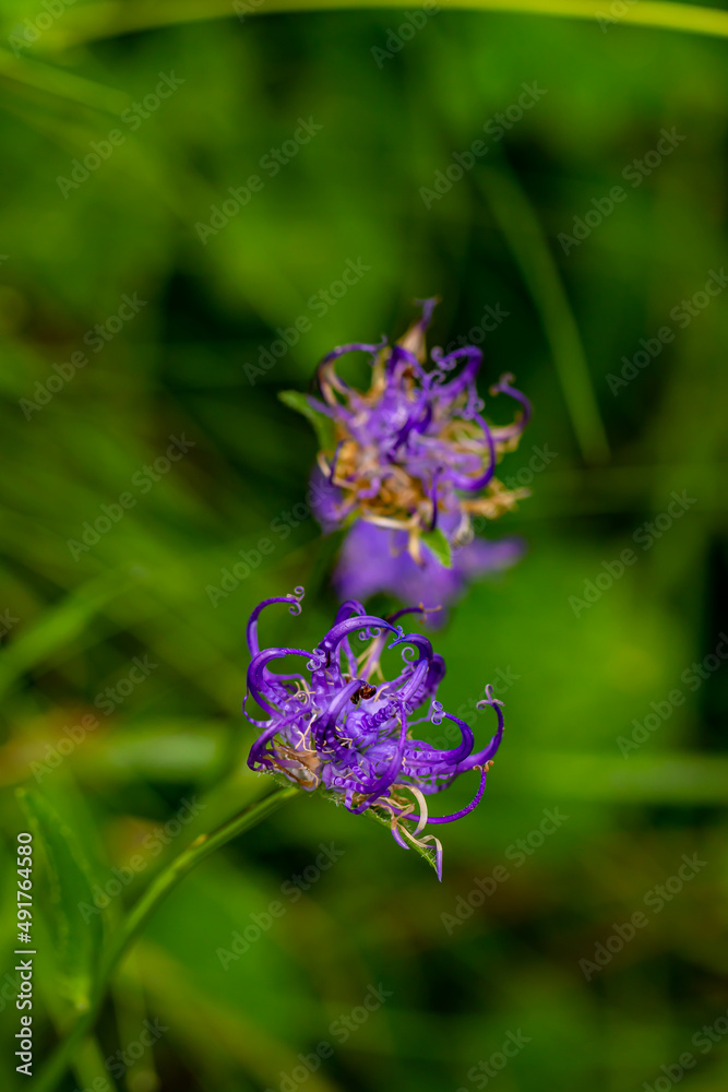 Phyteuma orbiculare flower in mountains, close up shoot Phyteuma orbiculare flower in mountains, close up shoot