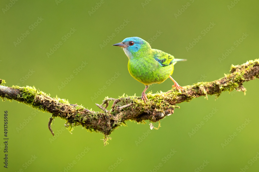 The blue dacnis or turquoise honeycreeper (Dacnis cayana) is a small passerine bird. This member of the tanager family is found from Nicaragua to Panama