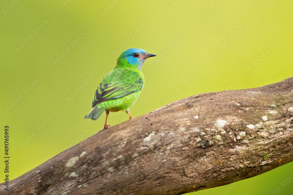 The blue dacnis or turquoise honeycreeper (Dacnis cayana) is a small passerine bird. This member of the tanager family is found from Nicaragua to Panama