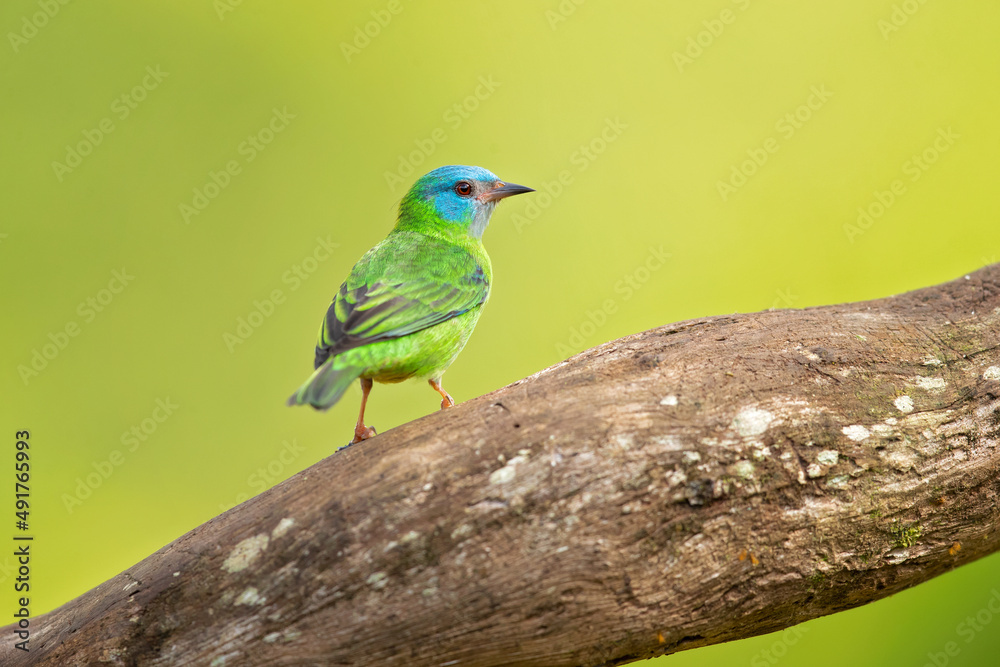 Obraz premium The blue dacnis or turquoise honeycreeper (Dacnis cayana) is a small passerine bird. This member of the tanager family is found from Nicaragua to Panama